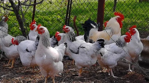Rooster and hens on the farm Stock Footage 110907518