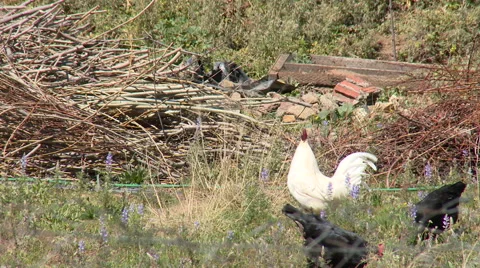 Rooster and hens in field with some rubbish around Stock Footage 49555600