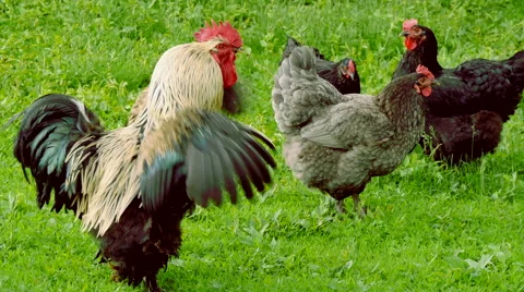 Rooster and hens Stock Footage 50060075