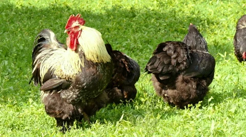 Rooster and hens Stock Footage 50060292