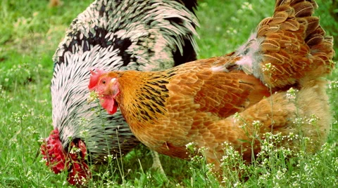 Rooster and hens Stock Footage 50060397