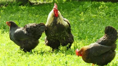 Rooster and hens Stock Footage 50060423