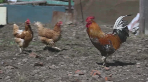 Rooster and hens Stock Footage 55353865