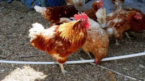 Rooster and Hens Stock Footage 84002611