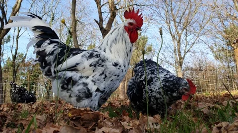 Rooster and hens Vídeo Stock 167515858
