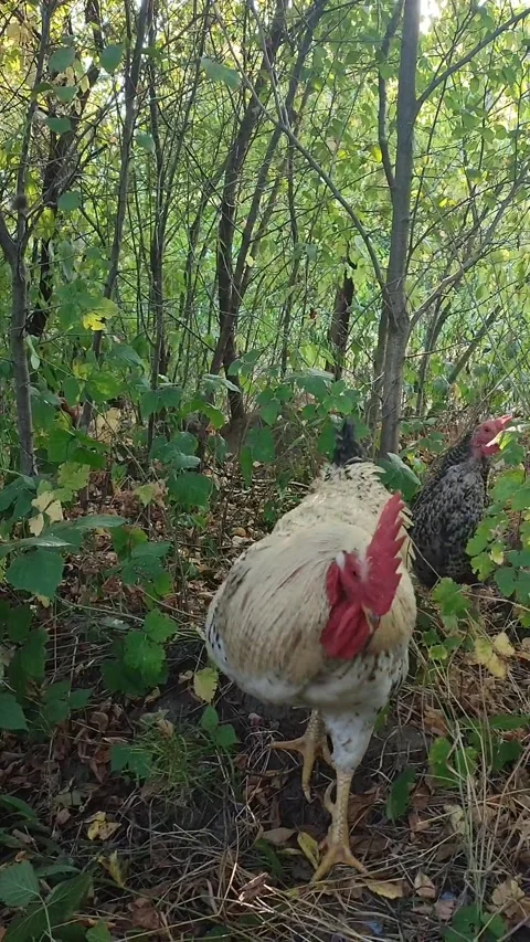 Rooster and hens Video stock 259316106