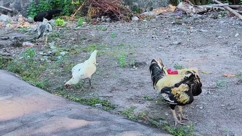 Rooster And Hens Stock Footage 276485522