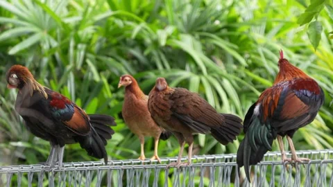 Rooster and hens Stock Footage 300761386