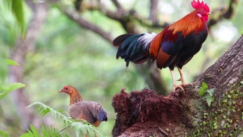 Rooster and hens Stock Footage 300761738