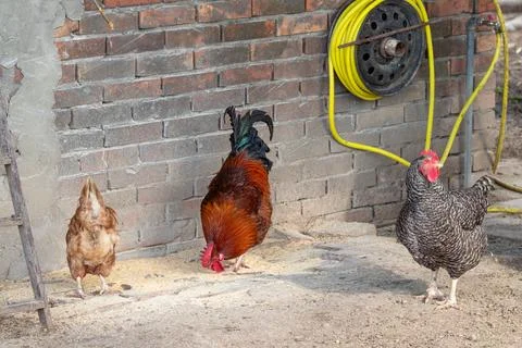 Rooster and Hens Foraging in a Rustic Backyard Farmyard Next to Brick Wall .. Stock Photos