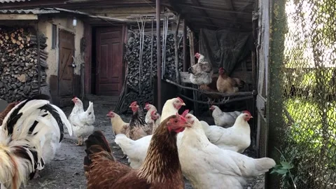 A rooster and hens free-range in the backyard near the woodshed 스톡 동영상 335405974