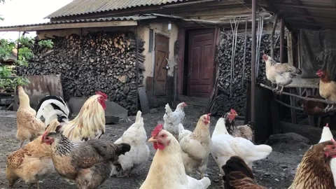A rooster and hens free-range in the backyard near the woodshed 스톡 동영상 335405976