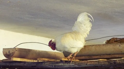 Rooster and hens get ready to sleep in the barn Stock Footage 87211707