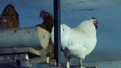 Rooster and hens get ready to sleep in the barn Stock-Footage 87211751