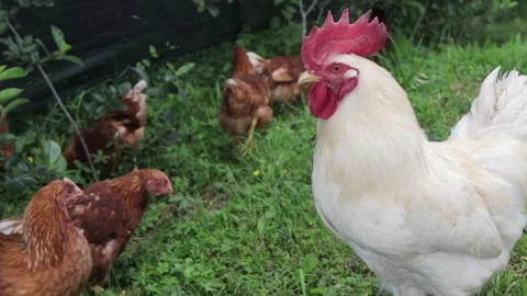 Rooster And Hens On Green Grass In The Yard Stock Footage 132689543
