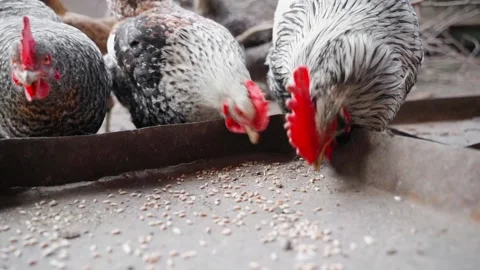 Rooster and hens pecking wheat from the feeder in slow motion Stock Footage 197478685