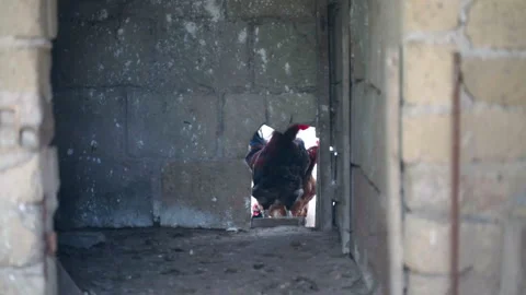 Rooster and hens peering through hole in old rustic barn wall Stock Footage 325617051