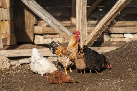 Rooster and hens Stock Photos