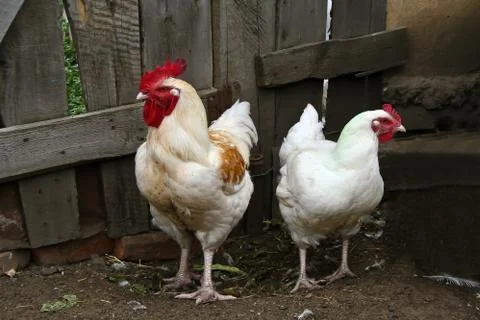 Rooster and hens Stock Photos