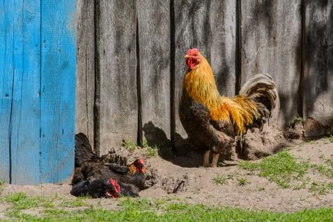 Rooster and hens Stock Photos