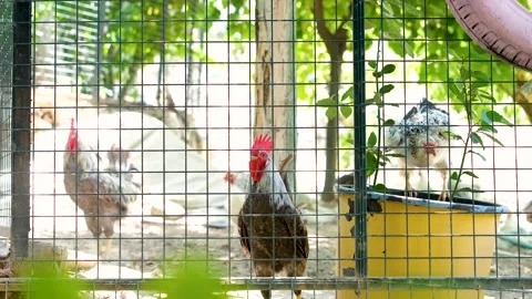 A rooster and hens with a red crest in garden. Stock Footage 254493117