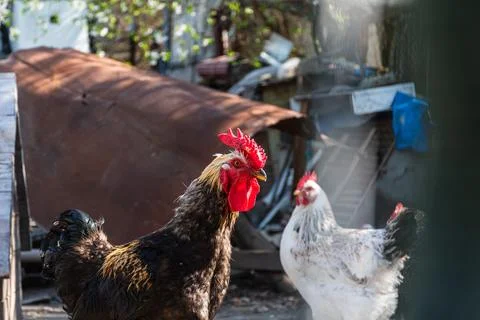 Rooster and hens in rustic backyard farm scene outdoors Stock Photos