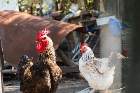 Rooster and hens in rustic backyard farm scene outdoors Stock Photos