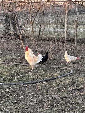 Rooster and Hens in Rustic Sunset Farmyard Foto stock