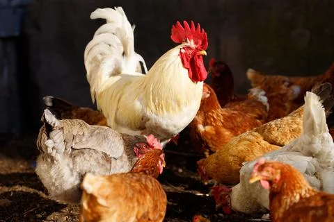 Rooster and Hens in Sunlight Stock Photos