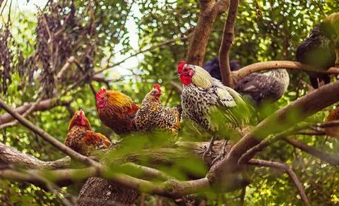 Rooster and hens on tree branches Stock Photos