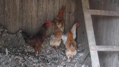 Rooster and hens walking inside a rustic chicken coop Stock Footage 327671511