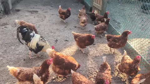 Rooster and hens walking in a sunny rural enclosure. Free-range chicken flo.. Stock Footage 317916888