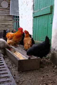 Rooster and hens while feeding grain. Foto stock