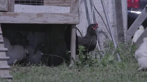 Rooster and others - medium shot, handheld, natural light Stock Footage