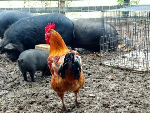 Rooster and Pigs in Sty Stock Photos