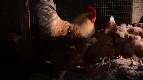 A rooster and several chickens stand in a chicken coop in the morning Stock Footage 278245306