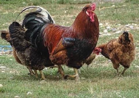 Rooster and some chickens next to him Stock Photos