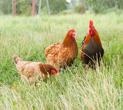 Rooster and two hen Stock Photos