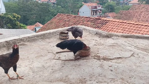 A rooster and two hens eating from containers on a rooftop Stock Footage 315311072