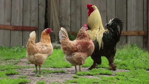 Rooster and two hens Stock Footage 104965627