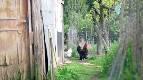 Rooster and white hen foraging near old wooden barn Stock Footage 325622970