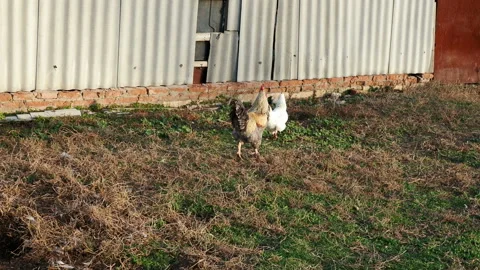 Rooster and a white hen run around the yard. Stock Footage 166156632