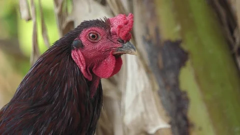Rooster are looking,4K Video Stock Footage 106019707