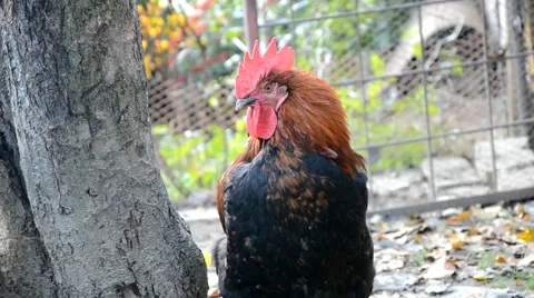 Rooster asleep standing Stock Footage 46786443