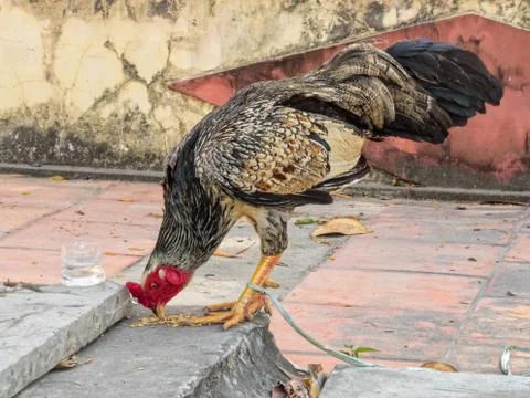 Rooster - Ba Chuc Stock Photos