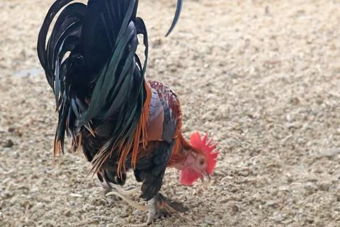 Rooster back with brightly colored feathers and spurs on legs pecking grain Stock Photos