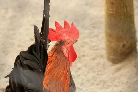 Rooster from back view in the cage Stock Photos
