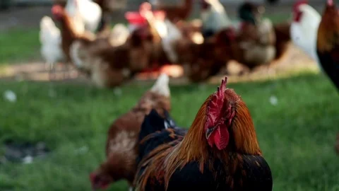 Rooster on background walking chickens on farmyard. Chicken farming Stock Footage 79924771