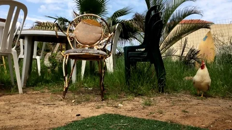 Rooster backyard bird chicken Stock Footage 98676388