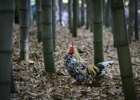 A rooster in a bamboo forest Stock Photos